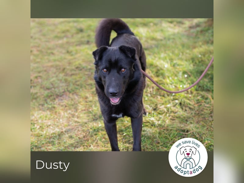 Dusty: der Herzensbrecher