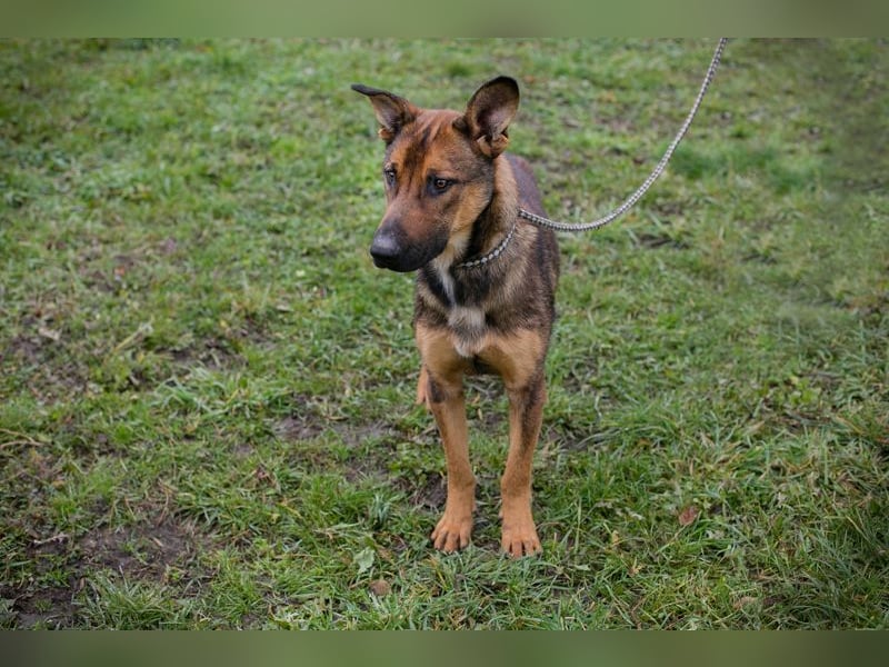 Chip 265644 sucht ein Zuhause