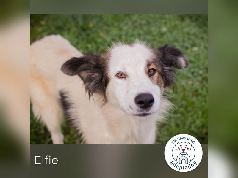 Elfie: Sucht ein Zuhause Elfie: Sucht ein Zuhause