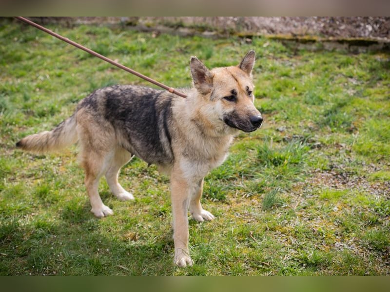 Iris sucht ein Zuhause