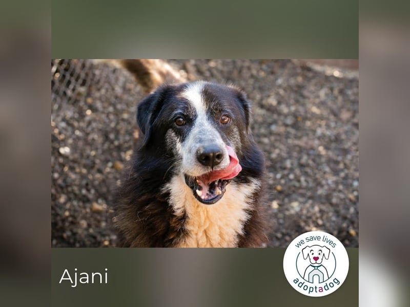 Ajani: Sieger der Herzen