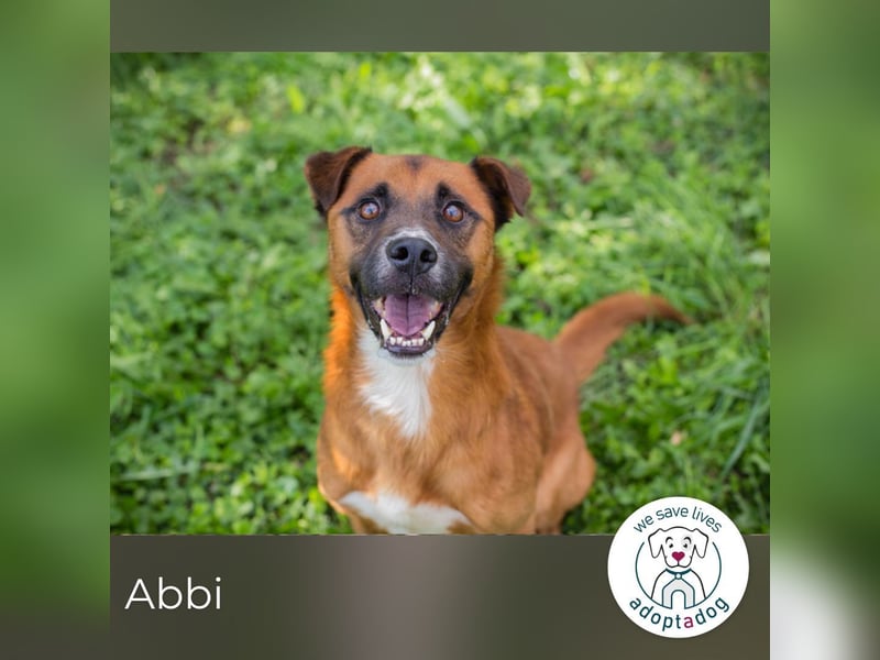 Abbi: sucht ein Zuhause