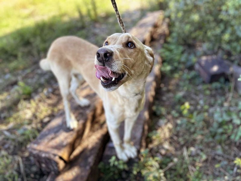 Chip 2152232: Sucht ein Zuhause