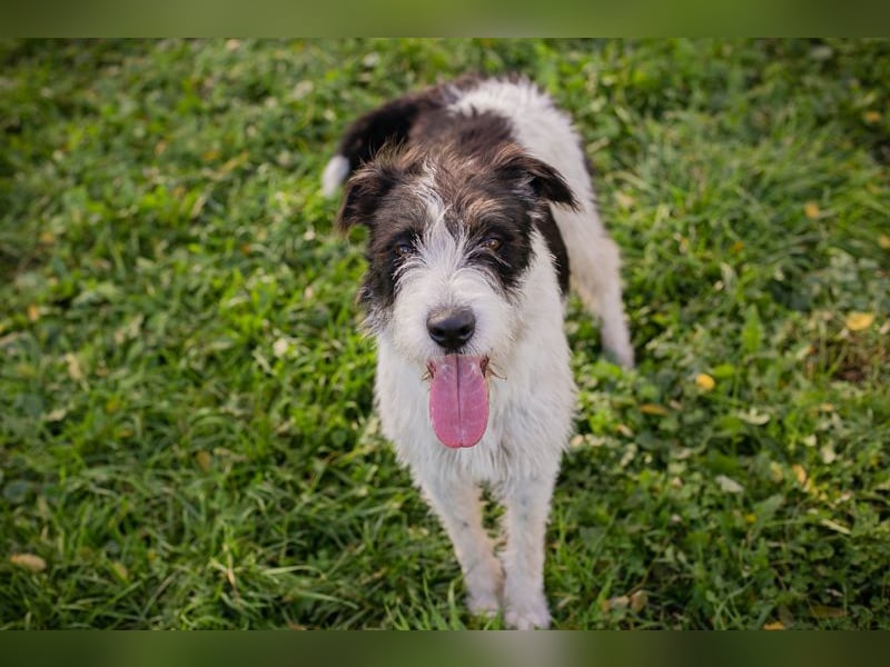 Chip 214352: sucht ein Zuhause