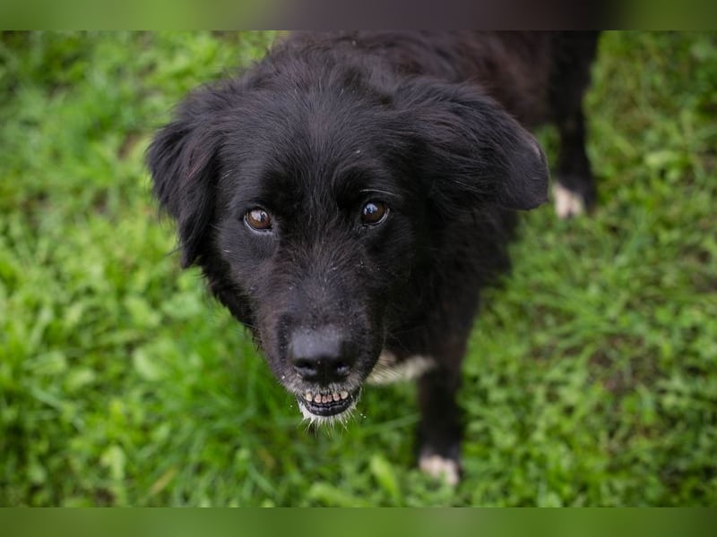 Solon: Tapferer Hundeopa