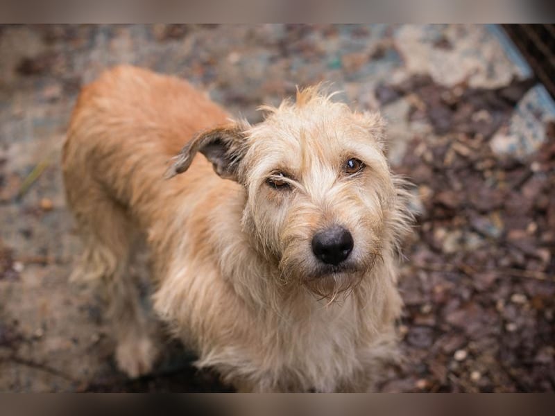 Maya sucht ein Zuhause