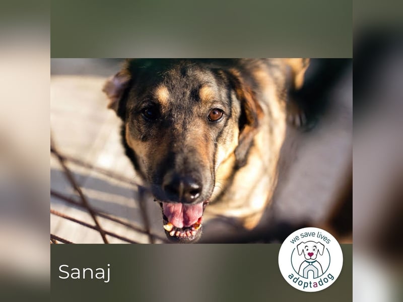 Sanaj: Alt, weise und voller Hoffnung
