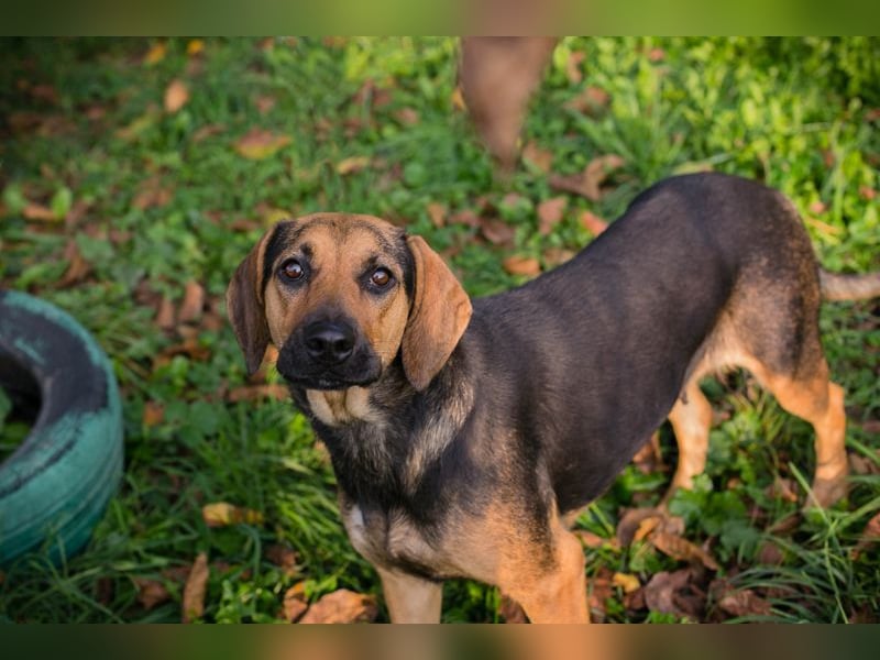 Milena: Sucht ein Zuhause