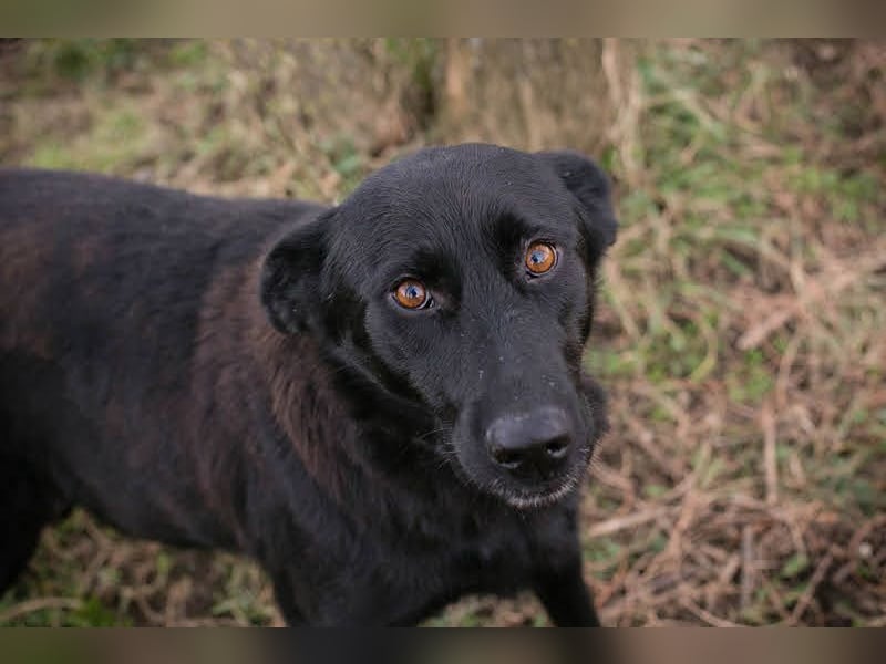 Sonja: Hundemama sucht Zuhause