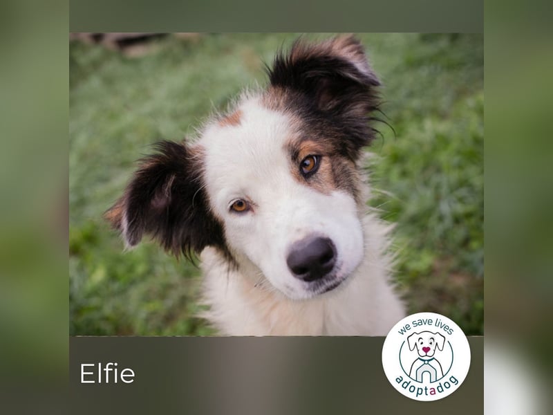 Elfie: Sucht ein Zuhause Elfie: Sucht ein Zuhause