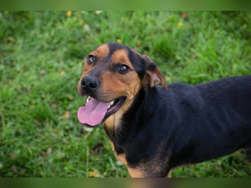 Rico – Findet der kleine Sausewind bei dir seinen Platz?