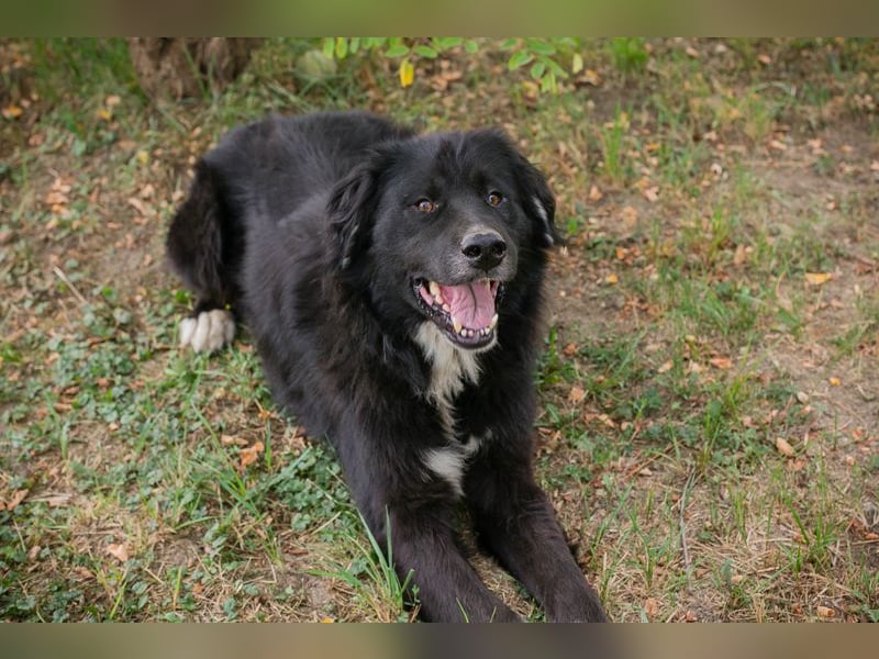 Stoffel: Sucht ein Zuhause