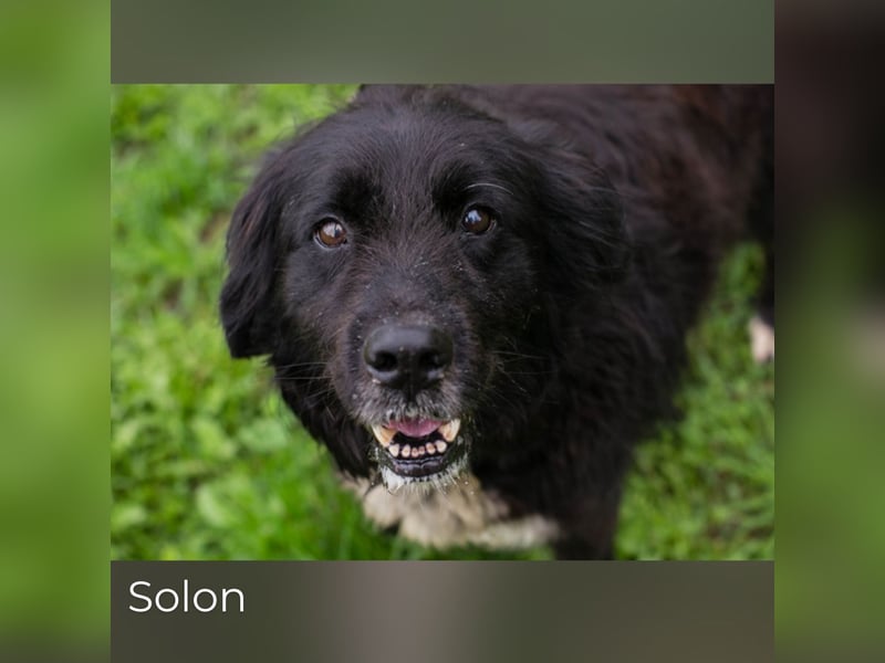 Solon: Tapferer Hundeopa