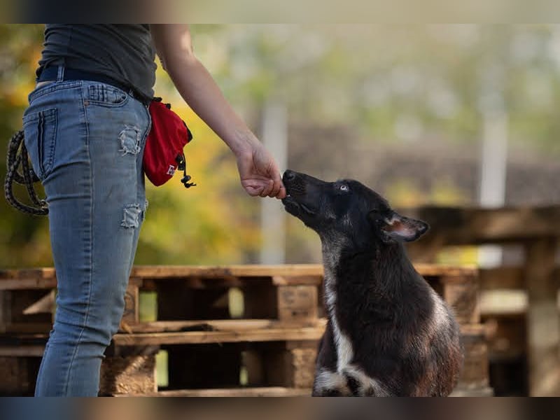 Yondu: Tapferer Schatz