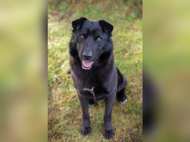 Dusty: der Herzensbrecher