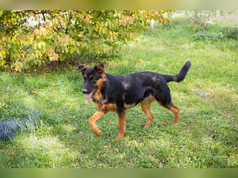 John-Boy: Junghund sucht ein Zuhause