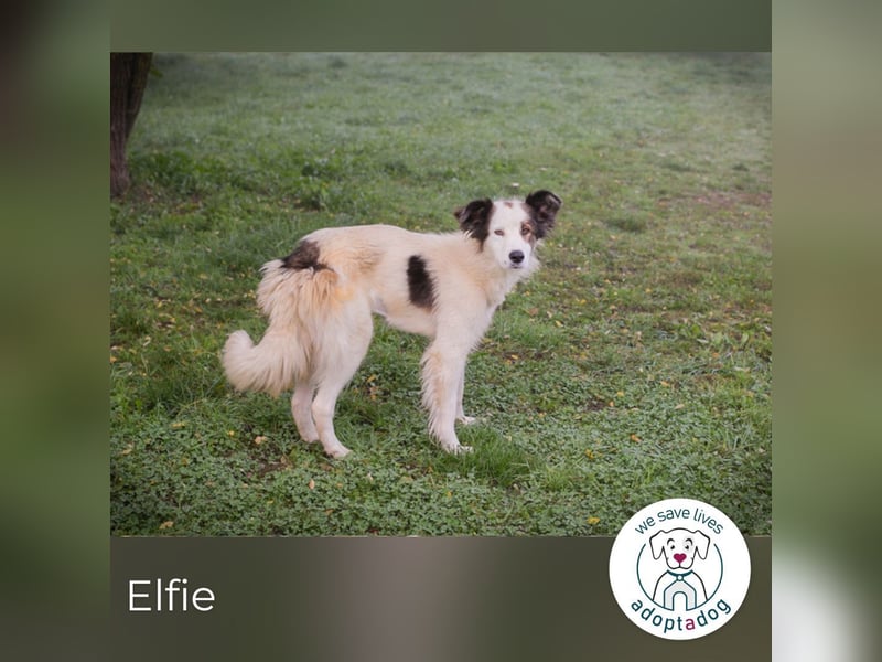 Elfie: Sucht ein Zuhause Elfie: Sucht ein Zuhause