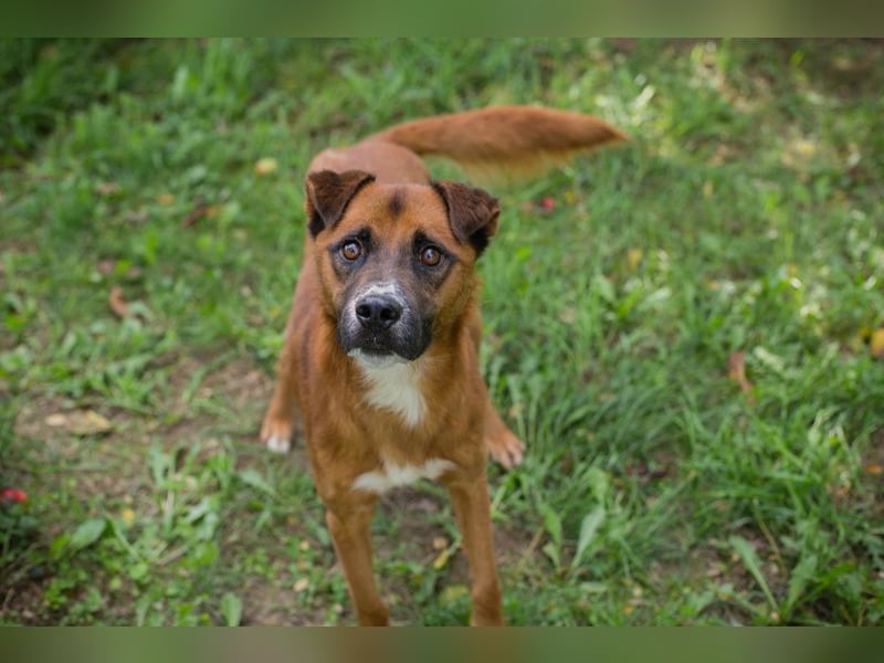 Abbi: sucht ein Zuhause