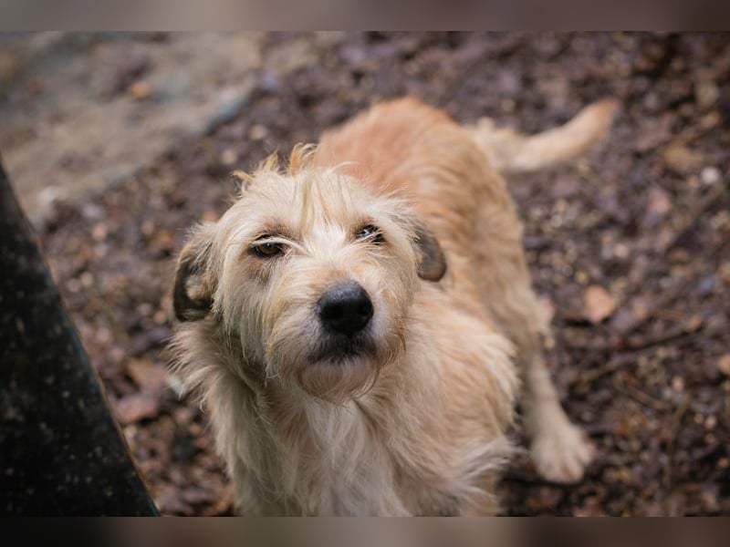 Maya sucht ein Zuhause