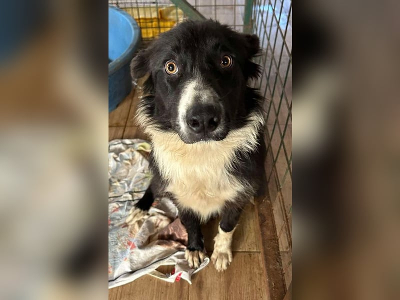 Indie sucht ein Zuhause