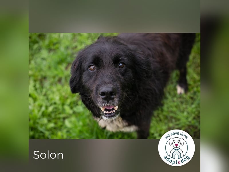 Solon: Tapferer Hundeopa