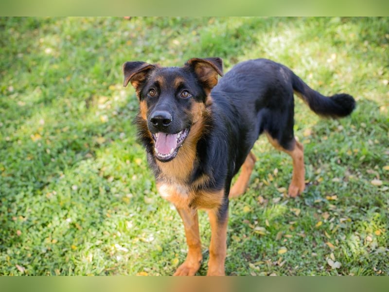 Ein neues Gesicht im Tierheim