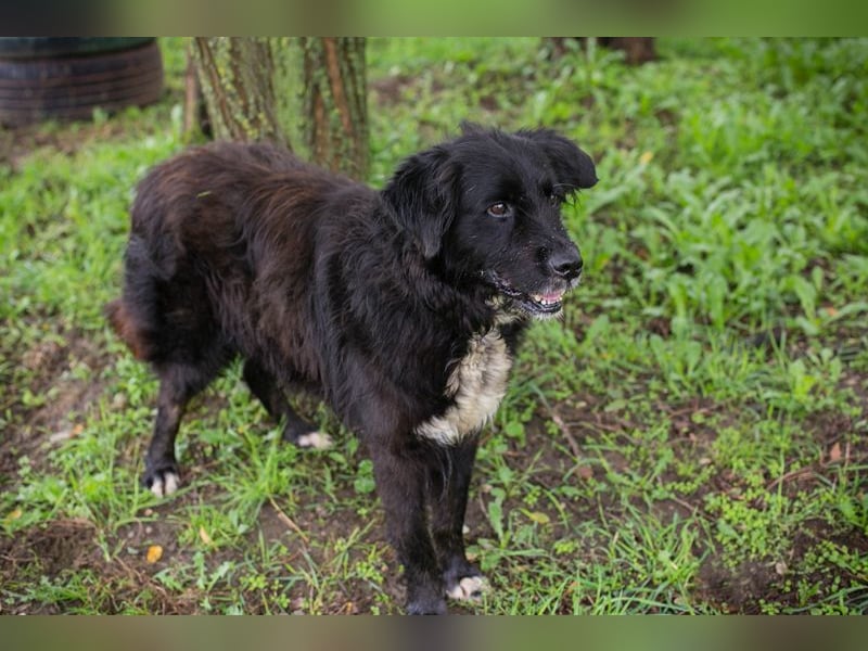 Solon: Tapferer Hundeopa