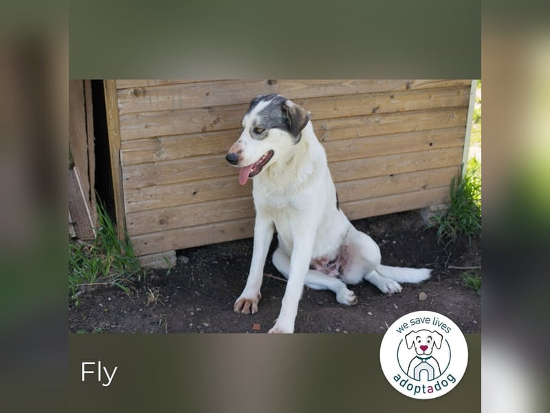 Fly: Wartet sehnsüchtig auf ihr Zuhause