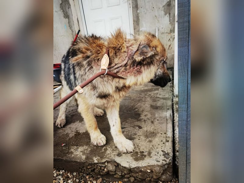 Iris sucht ein Zuhause