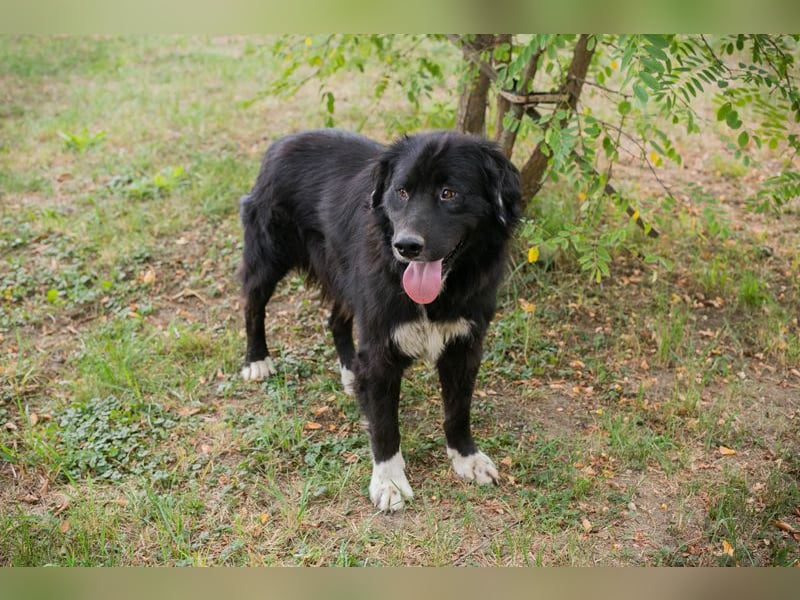 Stoffel: Sucht ein Zuhause