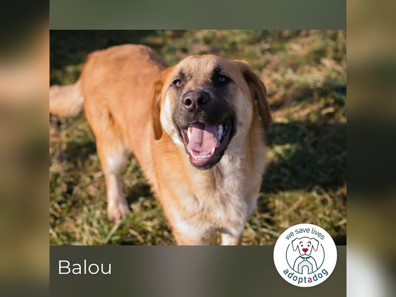 Balou: Lieber Tollpatsch