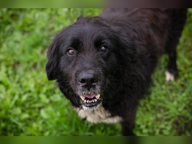 Solon: Tapferer Hundeopa