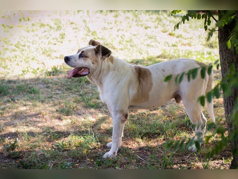 Ace: sanfter Riese sucht ein Zuhause