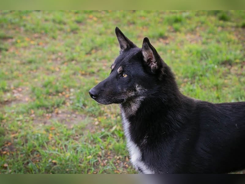 Yondu: Tapferer Schatz