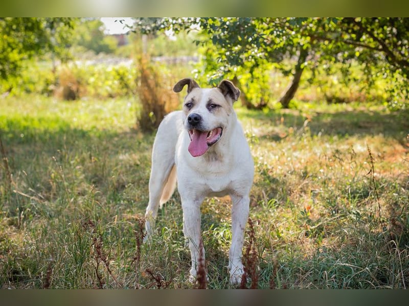 Ace: sanfter Riese sucht ein Zuhause