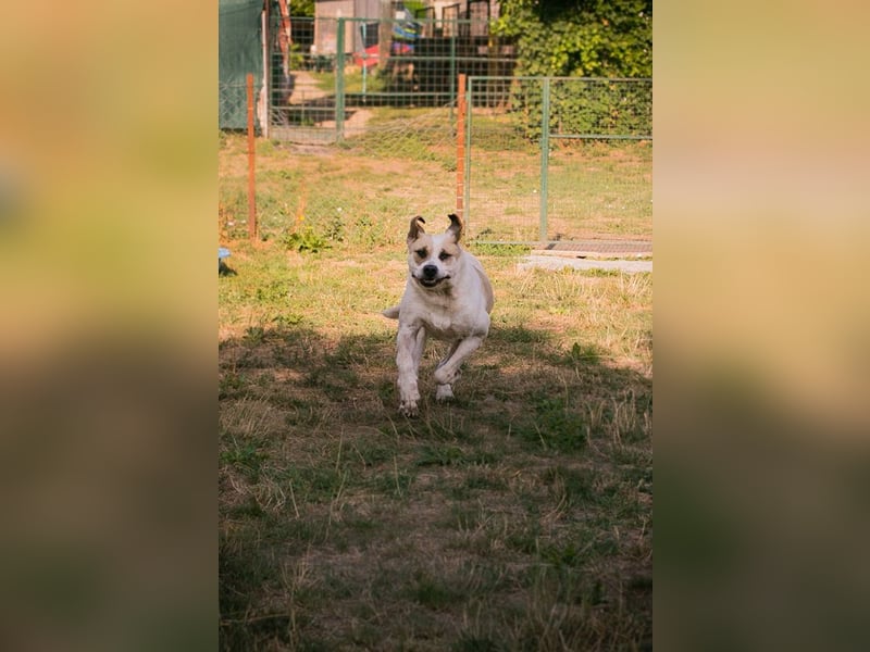 Ace: sanfter Riese sucht ein Zuhause