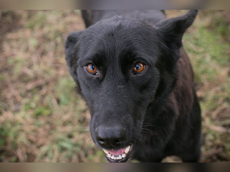 Sonja: Hundemama sucht Zuhause