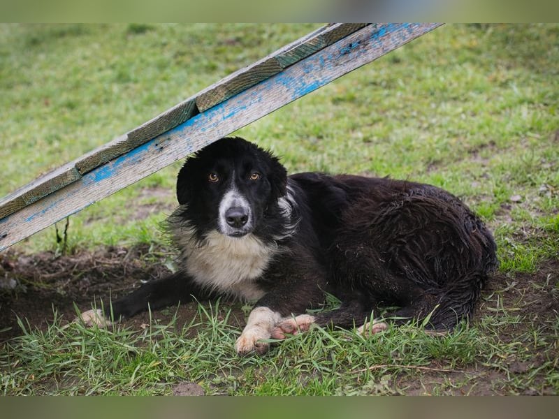 Indie sucht ein Zuhause