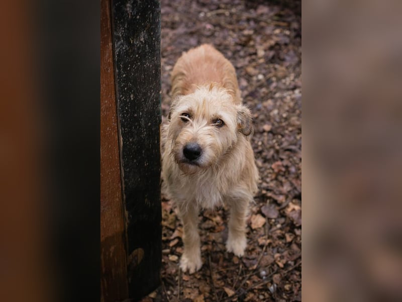 Maya sucht ein Zuhause