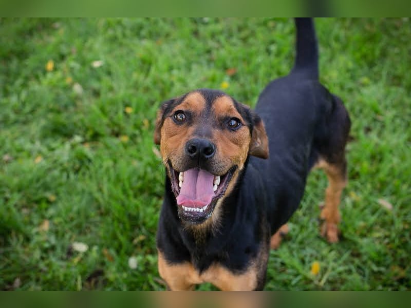 Rico – Findet der kleine Sausewind bei dir seinen Platz?