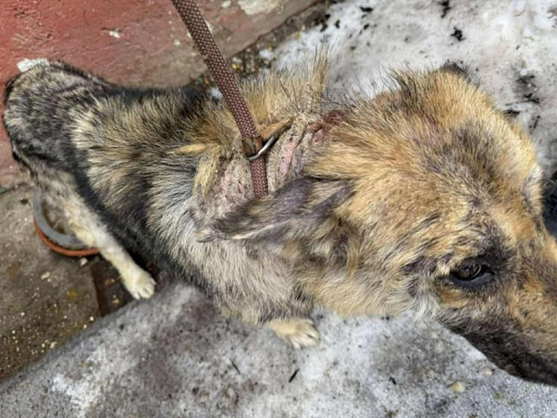 Iris sucht ein Zuhause