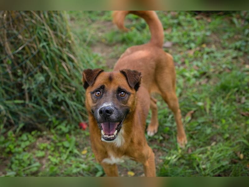 Abbi: sucht ein Zuhause