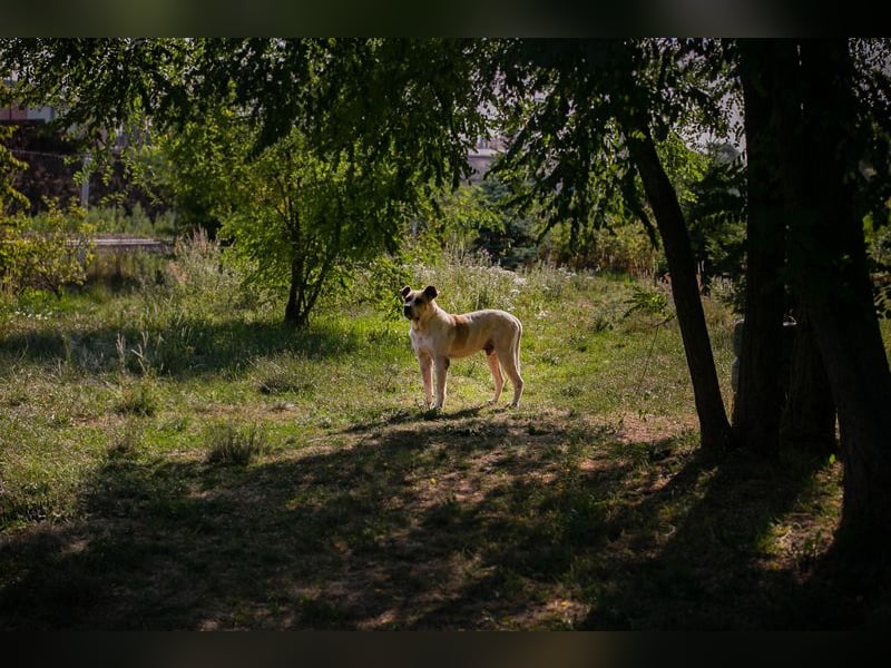 Ace: sanfter Riese sucht ein Zuhause