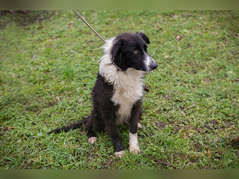 Indie sucht ein Zuhause