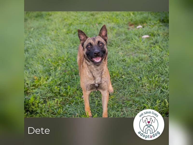 Dete: Sucht ein Zuhause