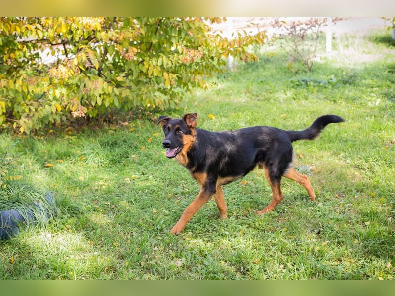 John-Boy: Junghund sucht ein Zuhause