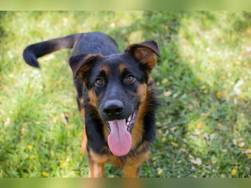 John-Boy: Junghund sucht ein Zuhause