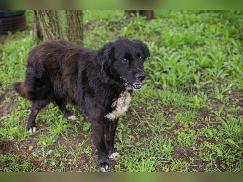 Solon: Tapferer Hundeopa