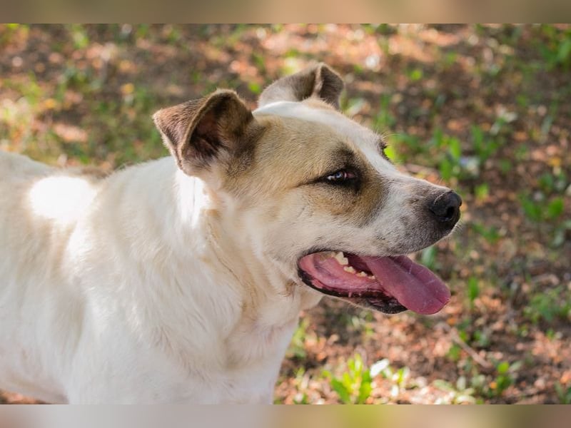 Ace: sanfter Riese sucht ein Zuhause