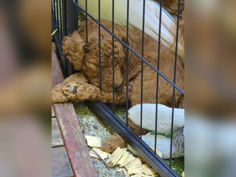 Irish Doodle Welpen aus liebevoller Familienaufzuch